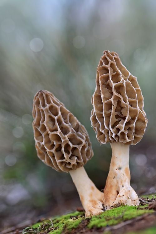 Wild Forest Morel Mushrooms (guchi)