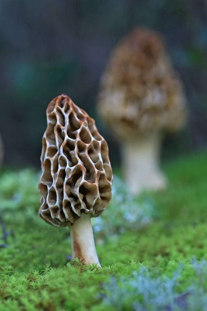 Wild Forest Morel Mushrooms (guchi)
