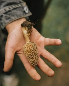 Wild Forest Morel Mushrooms (guchi)