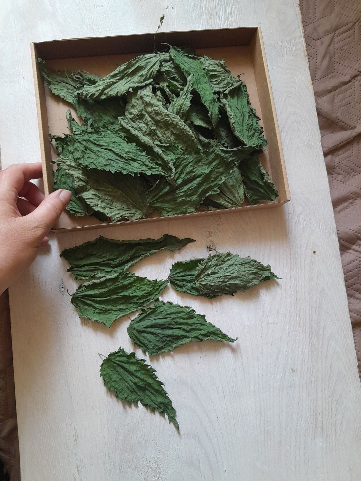 stinging nettle