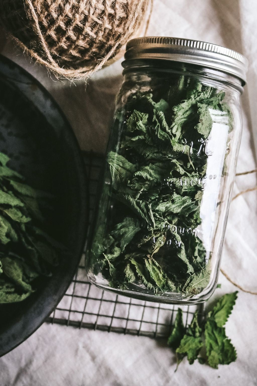 stinging nettle