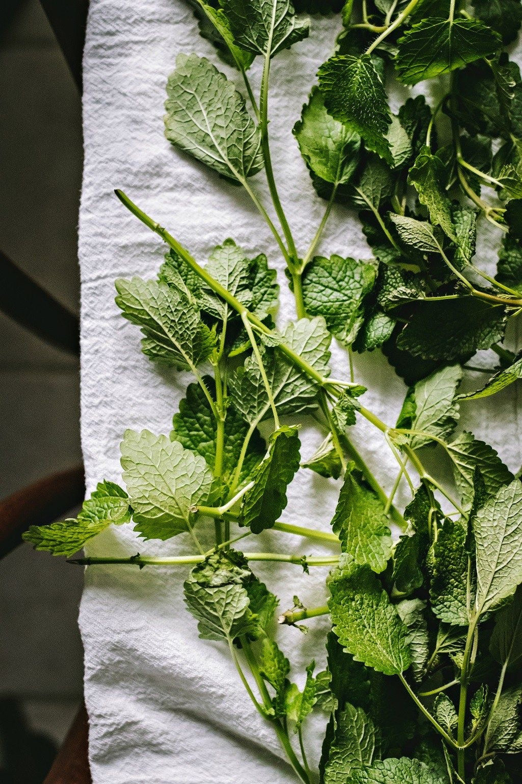 stinging nettle