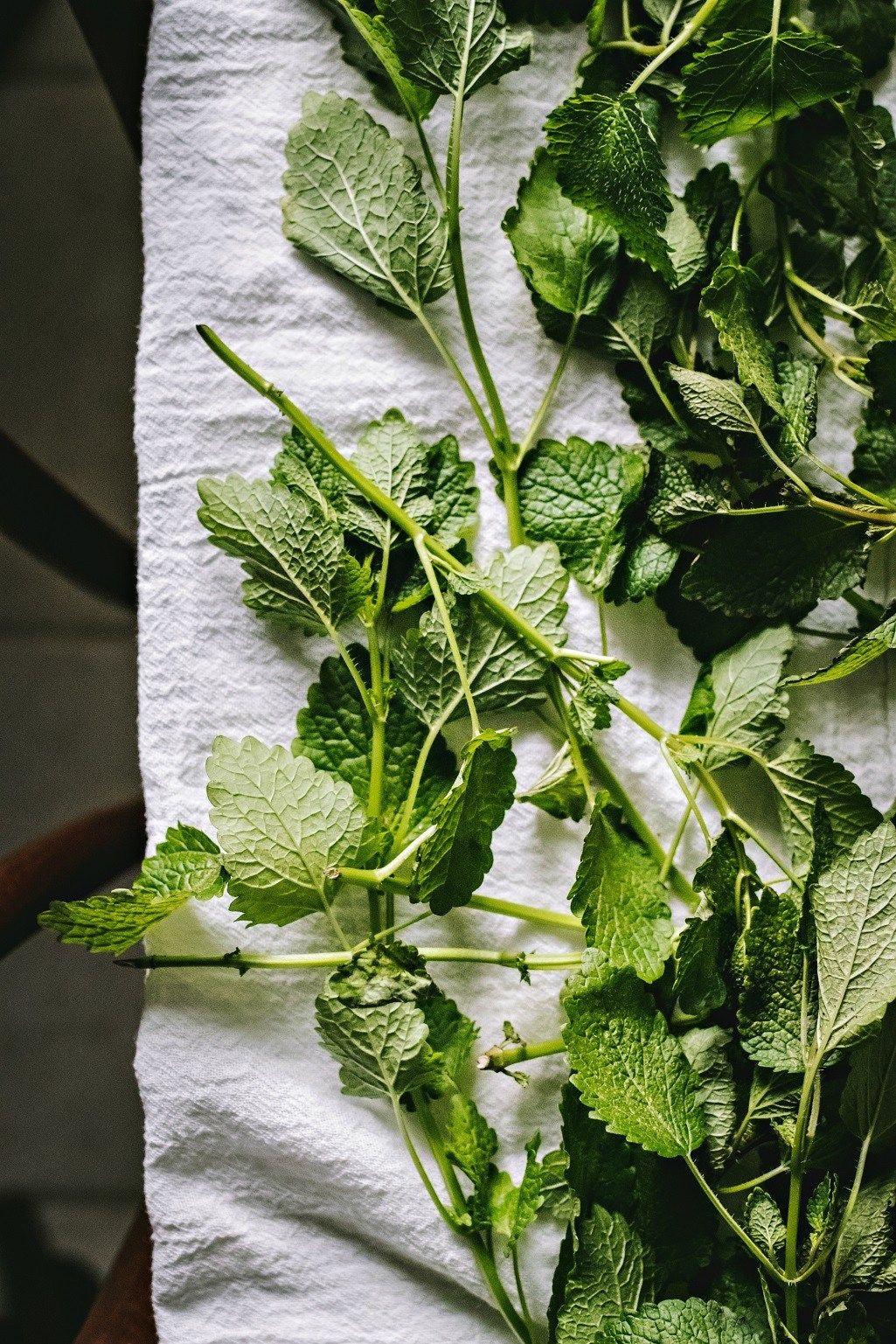 stinging nettle